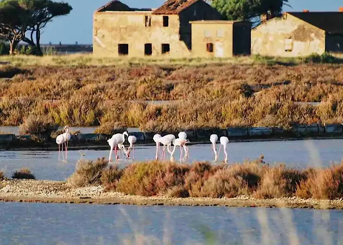 Lejlighed Les Flamants Roses La Capte Clim 4pers 100m *