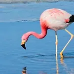 Les Flamants Roses La Capte Clim 4pers 100m Apartment