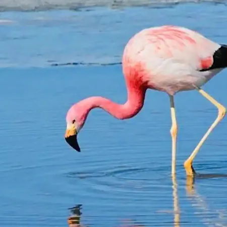 Les Flamants Roses La Capte Clim 4pers 100m Апартаменты