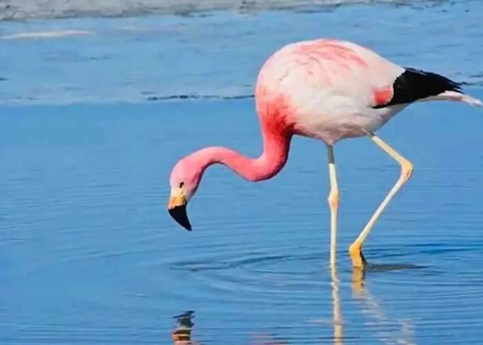 Les Flamants Roses La Capte Clim 4pers 100m Apartman